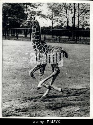 Le 17 avril 2012 - Le nouveau Whipsnade Bébé girafe sort. Le zoo de Whipsnade de neuf bébé girafe, ''avril'', a été l'âge de trois semaines hier - et a eu sa première sortie quand, avec sa mère, Maggie, elle a été autorisée à fonctionner autour de l'enclos. Photo montre avril semble avoir ses longues jambes un peu embrouillé - comme elle le paddock rond postfaces au zoo de Whipsnade hier. Banque D'Images