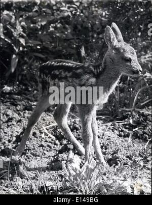 Le 17 avril 2012 - Le Dino Bambi : Pas une scène d'un remake de 'Bambi' - c'est Ray, une semaine ancienne fen - trouvés par James Thomas, 16 ans, garçon de l'école, l'école de Blondell Tiverton, Devon. Le faon a été adopté par l'école , et qu'on s'occupe de M. J. Panther, premier maître de biologie - qui est l'alimentation de lui sur les conserves et les jaunes laiteux, à l'alimentation sur laquelle Ray est florissante. Photo montre Ray, le faon abandonné - le 'Lamb' de Tiverton, Devon. Banque D'Images