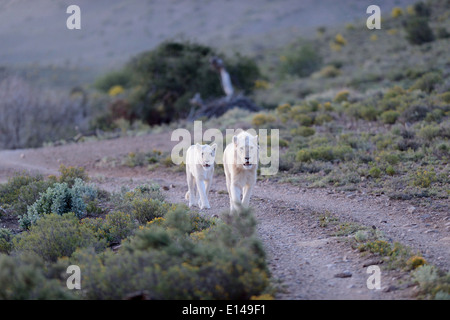 Un tir de lions blancs dans le parc national de Kuru Banque D'Images