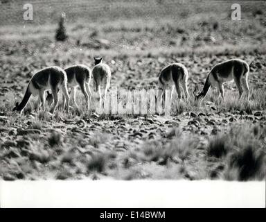 17 avril 2012 - menacé d'extinction de nouvelles réglementations ay encore sauver la vigogne dans les Andes. Ces photos que nous venons de recevoir montrent le Vicuna dans son habitat naturel. Il est rare pour cet animal timide de permettre à un camaraaman d'approcher suffisamment près pour une bonne photographie. Le Vicuna, un rare parent sud-américain du chameau et de l'Ilama, est menacé d'exposition et l'interdiction gouvernementale, annoncée cette semaine, sur l'importation de poils et de peau de Vicuna, Est le résultat d'une campagne du fonds mondial de la vie sauvage qui disent qu'il y a moins de 10,000 vigognes en existence Banque D'Images