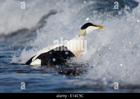 Canard Eider à duvet, Somateria mollissima, homme célibataire sur l'eau, Northumberland, Mai 2014 Banque D'Images