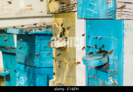 Essaim d'abeilles voler à ruche. La lumière du soleil Banque D'Images