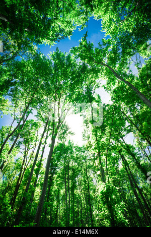 La lumière du soleil entre les arbres d'une forêt Banque D'Images