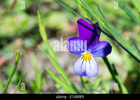 Fleur violette close up et feuilles vertes Banque D'Images