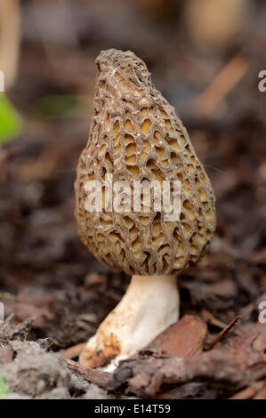 (Morchella conica morille noire, Morchella elata), Nordrhein-Westfalen, Allemagne Banque D'Images