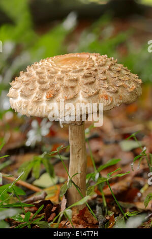 Shaggy Parasol (Macrolepiota rhacodes), Nordrhein-Westfalen, Allemagne Banque D'Images