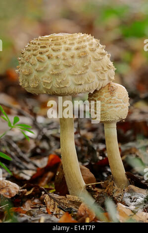 Shaggy Parasol (Macrolepiota rhacodes), Nordrhein-Westfalen, Allemagne Banque D'Images