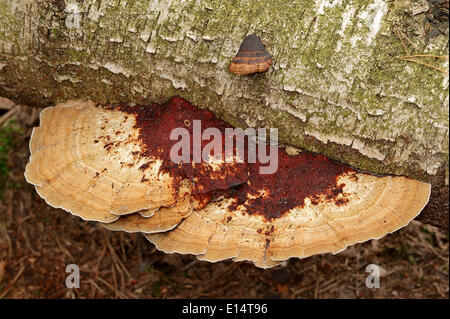 Daedaleopsis confragosa Support (rougissant), Gueldre, Pays-Bas Banque D'Images