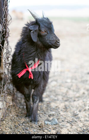 Chèvre du cachemire noir (Capra hircus laniger), l'enfant avec un col rouge, le Parc National de Gobi Gurvansaikhan, désert de Gobi, Sud de Gobi Banque D'Images