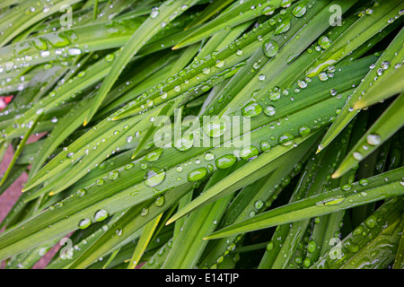 Perles scintillantes de l'eau sur les feuilles d'une plante après une douche Banque D'Images