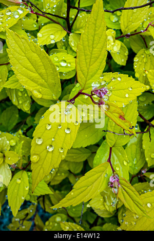 Perles scintillantes de l'eau sur les feuilles d'un arbuste Spirée après une douche Banque D'Images