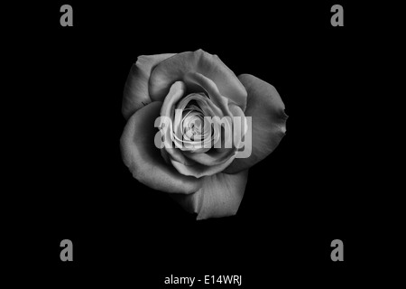 Rose en noir et blanc, close-up Banque D'Images