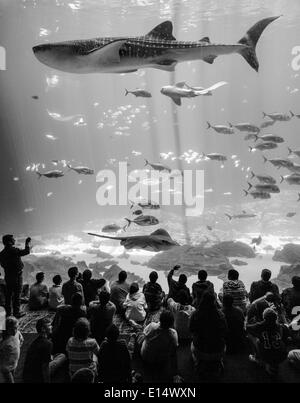 Visiteurs en face d'un immense aquarium fenêtre avec des raies manta (manta sp.) et d'un Requin-baleine (Rhincodon typus), Georgia Aquarium Banque D'Images