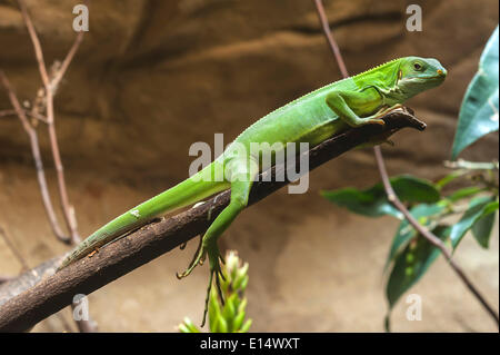 Iguana bagués ou Fidji (Brachylophus fasciatus Banded Iguana) dans un terrarium, captive, zoo de Nuremberg, Nuremberg, Bavière, Allemagne Banque D'Images