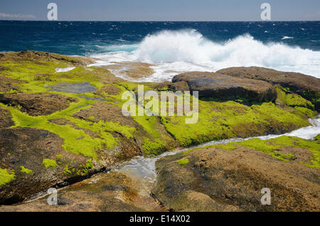 Surfez sur des roches de lave couvertes dans les algues vertes, Playa Paraiso, Adeje, Tenerife, Canaries, Espagne Banque D'Images