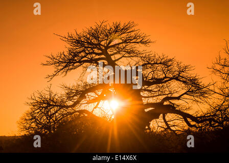 Baobab (Adansonia digitata), avec rétro-éclairage, la province du Limpopo, Afrique du Sud Banque D'Images