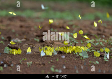 L'herbe commune jaune (Eurema hécube), Parc National de Lobéké, Région de l'Est, Cameroun Banque D'Images