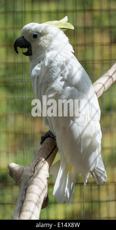 Teneur en soufre cacatoès soufré (Cacatua galerita), dans une cage, captive Banque D'Images