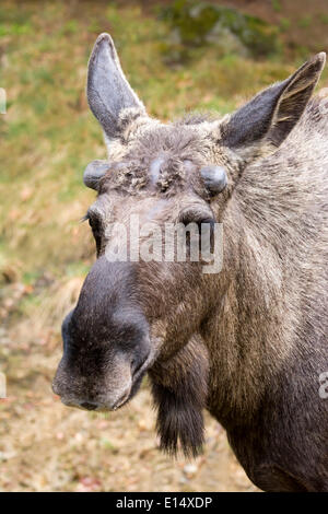 Moose eurasiennes ou de l'Élan (Alces alces), Bull, les bois qui se forment au printemps, captive, animal enclosure Banque D'Images