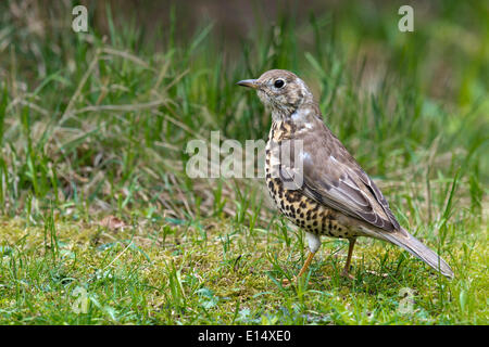 Mistle Thrush (Turdus viscivorus), captive, animal enclosure, Bavarian Forest National Park, Bavière, Allemagne Banque D'Images