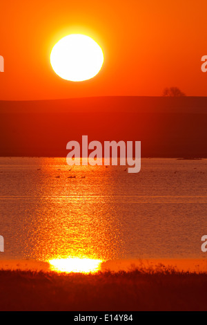 Oie cendrée Anser anser. Villafafila lagunes. Réserve naturelle. Zamora. Castilla y León. L'Espagne. L'Europe Banque D'Images