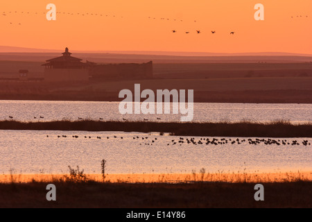 Oie cendrée Anser anser. Villafafila lagunes. Réserve naturelle. Zamora. Castilla y León. L'Espagne. L'Europe Banque D'Images