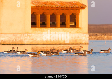 Oie cendrée Anser anser. Villafafila lagunes. Réserve naturelle. Zamora. Castilla y León. L'Espagne. L'Europe Banque D'Images