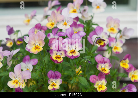 Couleur trois pensées sur un balcon Banque D'Images