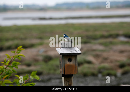 Le projet de loi est minuscule. L'arbre adulte a avaler le dessus bleu-vert irisé, ventre blanc et une queue légèrement fourchue très Banque D'Images