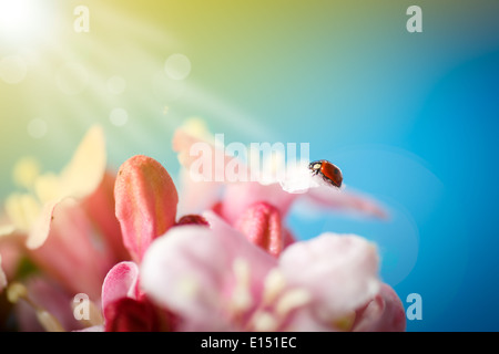 Coccinelle sur de belles fleurs rose sur fond bleu Banque D'Images