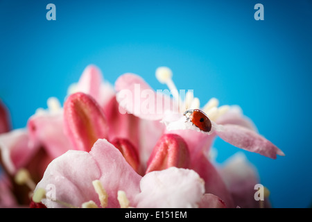 Coccinelle sur de belles fleurs rose sur fond bleu Banque D'Images