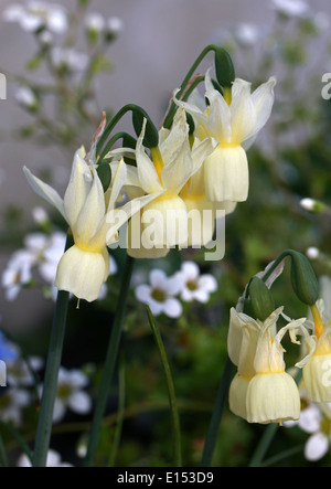Angel's Tears, Narcissus triandrus subsp. triandrus, Amaryllidaceae. Le Portugal et l'Espagne, l'Europe. Banque D'Images