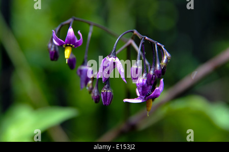 La Belladone belladone (fleurs et plantes) connu comme l'un des plus toxiques dans l'hémisphère occidental Banque D'Images