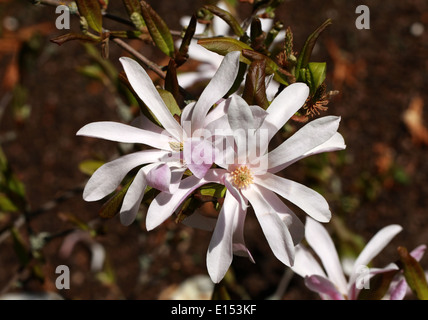 Magnolia, Magnolia x loebneri 'Leonard Messel', Magnoliaceae. Banque D'Images