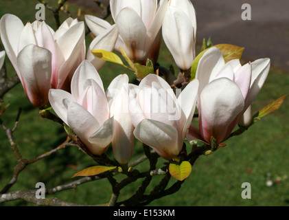 Magnolia 'Royal Crown', Magnoliaceae. Banque D'Images