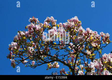 Saucer Magnolia, Magnolia x soulangeana 'Rustica Rubra', Magnoliaceae. Banque D'Images