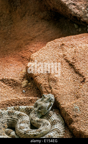 Le crotale cornu / Sidewinder crotale de l'Ouest (Crotalus cerastes) en embuscade, Pit Viper venimeux originaire des États-Unis et du Mexique Banque D'Images