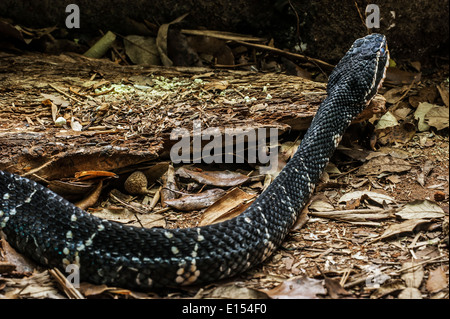 Cantil commune / mocassin mexicain (Agkistrodon bilineatus) pitviper venimeux, originaire du Mexique et d'Amérique centrale Banque D'Images