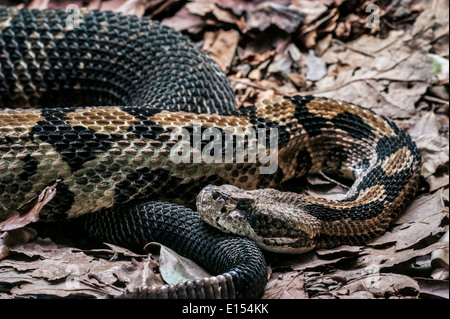 Crotale des bois / Habib / crotale crotale bagués (Crotalus horridus), Pit Viper venimeux originaire de l'est USA Banque D'Images