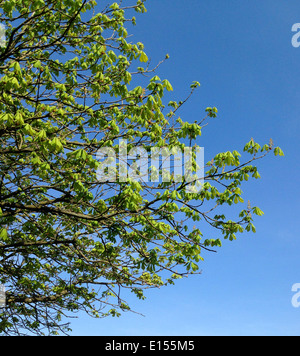 Les feuilles des arbres marronnier au printemps émergents Banque D'Images