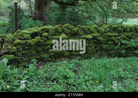 Mur de pierres sèches couvertes de mousse Banque D'Images