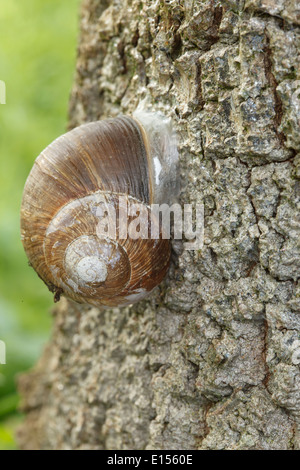 Escargots (Helix pomatia) sur un arbre Banque D'Images