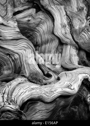 Les racines exposées noueux de Bristlecone Pine Tree. Ancient Bristlecone Pine Forest, comté d'Inyo, en Californie Banque D'Images