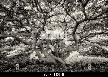 Arbre avec branches sauvagement non identifiés au coucher du soleil. Maui, Hawaii Banque D'Images