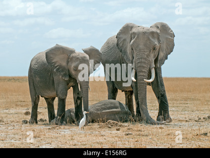 Et les jeunes femmes adultes bébé endormi garde d'éléphants dans le Parc national Amboseli au Kenya Banque D'Images