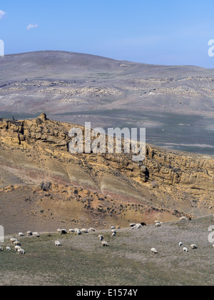 Les moutons à proximité de David Gareja à Kakheti, Géorgie. Kakheti est la région avec le plus grand nombre de moutons dans le pays. Banque D'Images