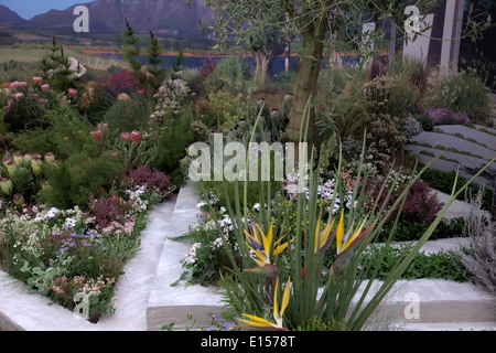 Jardin botanique de Kirstenbosch affichage à RHS Chelsea 2014 Banque D'Images