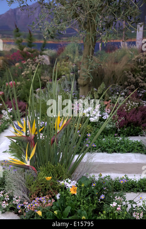 Jardin botanique de Kirstenbosch affichage à RHS Chelsea 2014 Banque D'Images