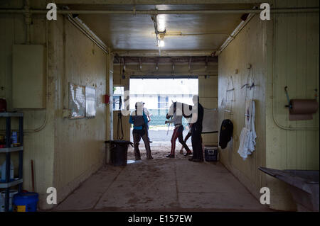 Elmont, New York, USA. 22 mai, 2014. Kentucky Derby et Preakness, CHROME gagnant Californie formé par Sherman Art promenades, le hangar ligne à Belmont Park, le jeudi 22 mai 2014. California Chrome est un bon espoir pour courir à la 146e Belmont Stakes, le 7 juin. Credit : Bryan Smith/ZUMAPRESS.com/Alamy Live News Banque D'Images