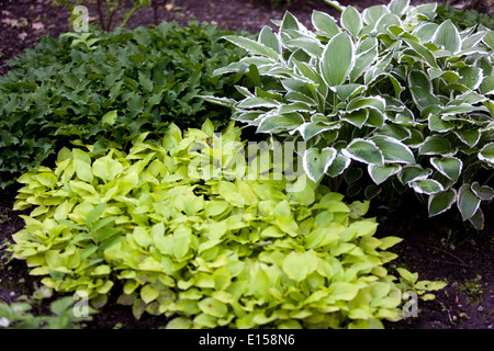 Hosta plante, le mixage de plusieurs espèces de plantes de jardin Banque D'Images